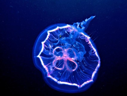 Common jellyfish (Aurelia aurita), dive site Amber Jack, Destin, Panhandle, Gulf of Mexico,