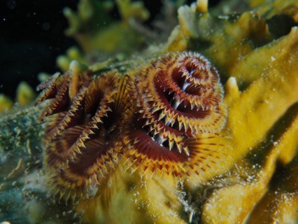 Christmas tree worm (Spirobranchus giganteus), dive site John Pennekamp Coral Reef State Park, Key