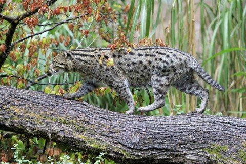 A fishing cat (Prionailurus viverrinus)