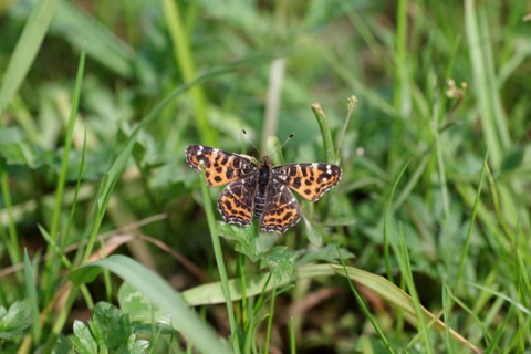 Map butterfly (Araschnia levana), butterfly, spring generation, macro, grass, The land carat sits