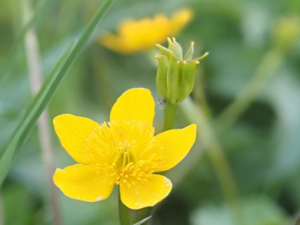 Marsh marigold (Caltha palustris), macro photograph with focus stacking, Leoben, Styria, Austria,