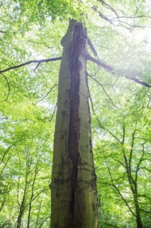 Deadwood structure Gully in deciduous forest, huge damage to standing tree trunk, important habitat