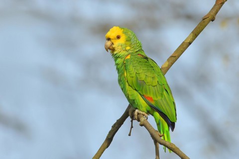 Yellow-headed Amazon (Amazona oratrix belizensis), on a sycamore branch, blue sky, Rosensteinpark,