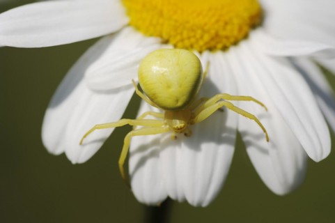 Goldenrod crab spider (Misumena vatia), female on the flower of a daisy (Leucanthemum vulgare,