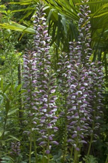 Inflorescence of bear's breeches (Acanthus) in the Parc Floral et Tropical de la Court d'Aron,
