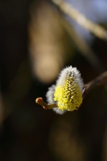 Flowering goat willow (Salix caprea), flower catkins with pollen on a branch, close-up, North