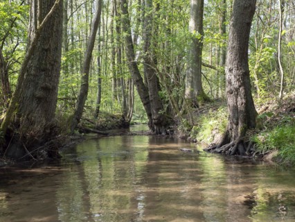 Stream and floodplain of the Oelbach with alder quarry forest in spring, Schloss Holte, North