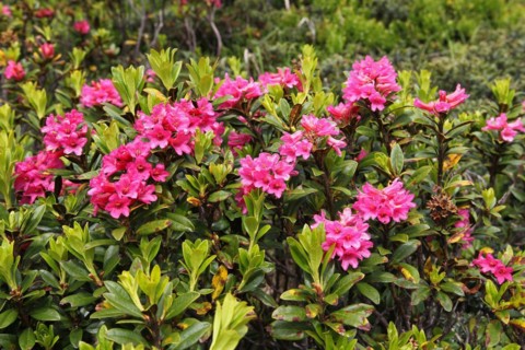 Rusty-leaved alpenrose (Rhododendron ferrugineum) on the Silvretta High Alpine Road, Vorarlberg,
