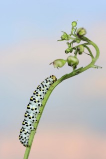 Brown-root monk (Shargacucullia scrophulariae), caterpillar on knotted brown-root or knotted