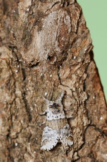 Sallow kitten moth (Furcula furcula), freshly hatched butterfly and cocoon, North Rhine-Westphalia,
