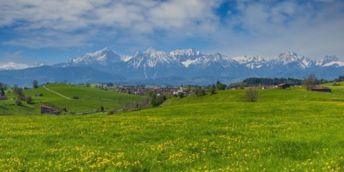 Common dandelion (Taraxacum sect. Ruderalia) in spring, meadow near Rieden am Forggensee,