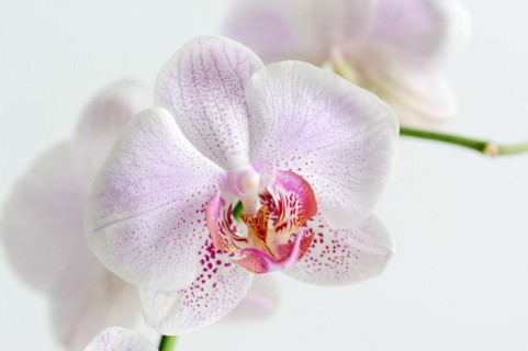 Butterfly orchid (Phalaenopsis), flower, houseplant, North Rhine-Westphalia, Germany, Europe