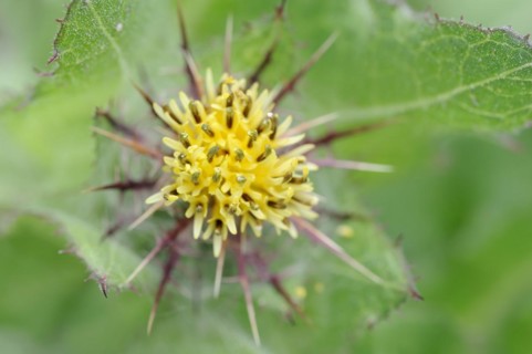 Benedict's weed (Centaurea benedicta, Cnicus benedictus), flower, medicinal plant, North