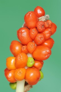 Common arum (Arum maculatum), fruit stand with ripe berries, North Rhine-Westphalia, Germany,