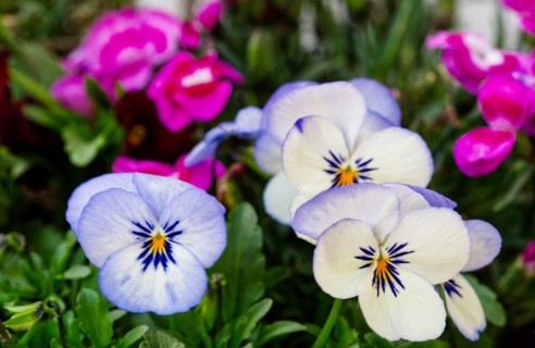 Heartseases (Viola tricolor) in a flower bed