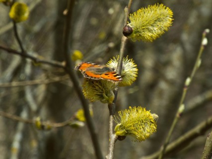 Small fox, Vanessa urticae, flowering willow catkin, Ursental, Tuttlingen, Baden-Wuerttemberg,