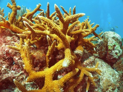Staghorn coral (Acropora cervicornis), dive site John Pennekamp Coral Reef State Park, Key Largo,