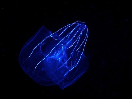 Lobed ribbed jellyfish (Leucothea multicornis), comb jellyfish, at night, dive site Riviera Beach,