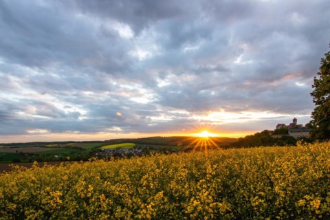 Landscape at sunrise. Beautiful morning landscape with fresh yellow rape fields in spring. Small