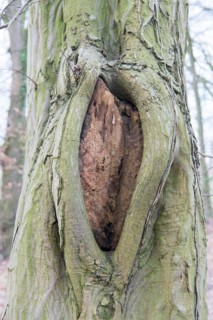 Deadwood structure Cave in deciduous forest, cave with lateral overhangs, important habitat for
