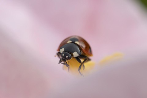 Seven-spot ladybird (Coccinella septempunctata) adult on a garden Camellia flower in spring,