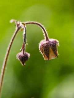 Water avens (Geum rivale), Piding, Berchtesgadener Land, Bavaria, Germany, Europe
