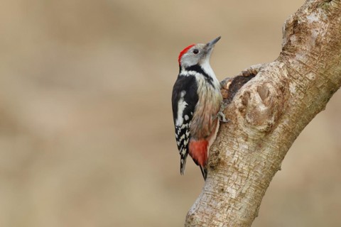 Middle spotted woodpecker (Dendrocopos medius) sitting at a water pot in a tree trunk, Animals,