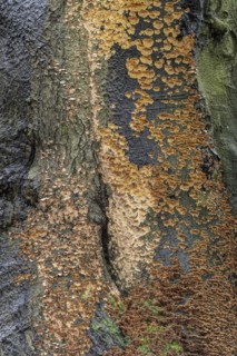 Bleeding oak crust (Stereum gausapatum), mass infestation on a copper beech (Fagus sylvatica),