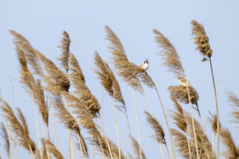 Bearded reedling (Panurus biarmicus), male, sitting in the reeds, Lake Neusiedl-Seewinkel National
