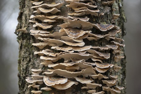 Butterfly tramete (Trametes versicolor), many fruiting bodies on a dead birch (Betula), Lower
