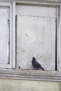 City pigeon, spring, Germany, Europe