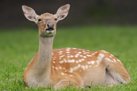 Manchurian sika deer (Cervus nippon hortulorum), female, captive, Germany, Europe