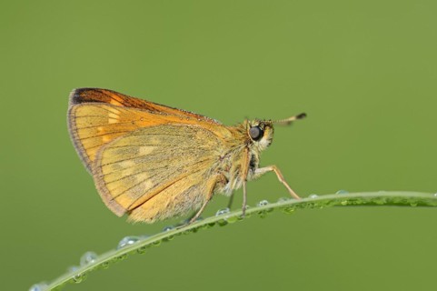 Rusty-coloured Fritillary (Ochlodes sylvanus, Augiades sylvanus), North Rhine-Westphalia, Germany,