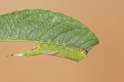 Sallow kitten moth (Furcula furcula), caterpillar feeding on a leaf, North Rhine-Westphalia,