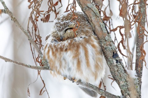 Northern saw-whet owl (Aegolius acadicus), perched on a tree after a snowfall, forest of