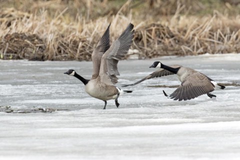 Canada geese (branta canadensis), pair taking off on a frozen marsh, Lac Saint-Pierre biosphere