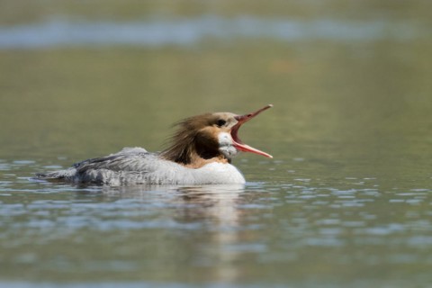 Common merganser (Mergus merganser) . female swimming with bill open, La Mauricie national park,
