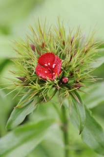 Bearded carnation or garden sweet william (Dianthus barbatus), flower, ornamental plant, North