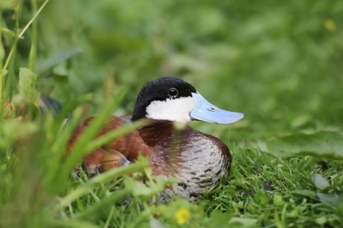 Ruddy duck (Oxyura jamaicensis), male, captive, occurrence in North America
