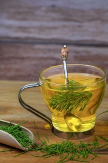 Infusion of horsetail Equisetum arvense, medicinal plant for health care with fresh branches just
