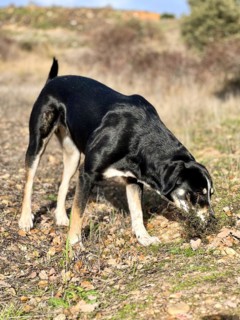 Vertical portrait of a young dog sniffing and foraging in the field