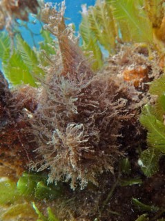 Well camouflaged striated frogfish (Antennarius striatus), dive site Blue Heron Bridge, Phil Foster