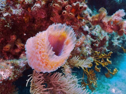 Pink vase sponge (Callyspongia plicifera), dive site John Pennekamp Coral Reef State Park, Key