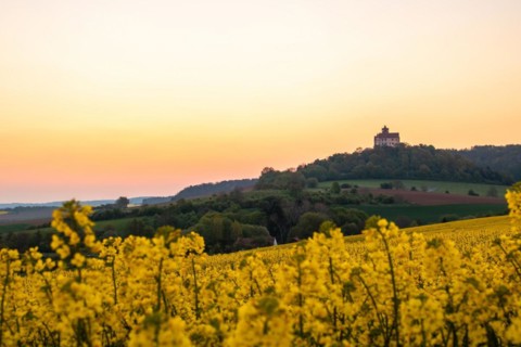 Landscape at sunrise. Beautiful morning landscape with fresh yellow rape fields in spring. Small