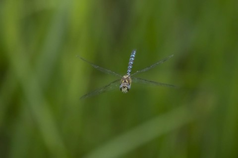 Migrant hawker dragonfly (Aeshna mixta) adult in flight in summer, Suffolk, England, United