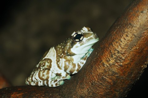 Cave toad frog (Trachycephalus resinifictrix, Phrynohyas resinifictrix), captive, occurrence in
