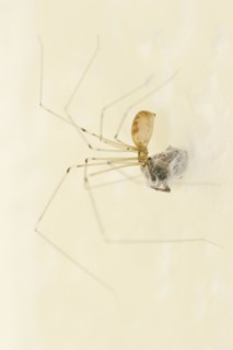 Long-legged cellar spider (Pholcus phalangioides) with prey, North Rhine-Westphalia, Germany,