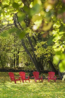 Four red Adirondack chairs on green grass lawn with fallen Fraxinus velutina, Velvet Ash tree