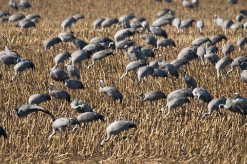 Cranes (grus grus) foraging in a harvested maize field, Hohendorf crane resting site on the Darss