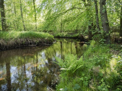 Stream and floodplain of the Dalke with alder forest in spring, Guetersloh, North Rhine-Westphalia,